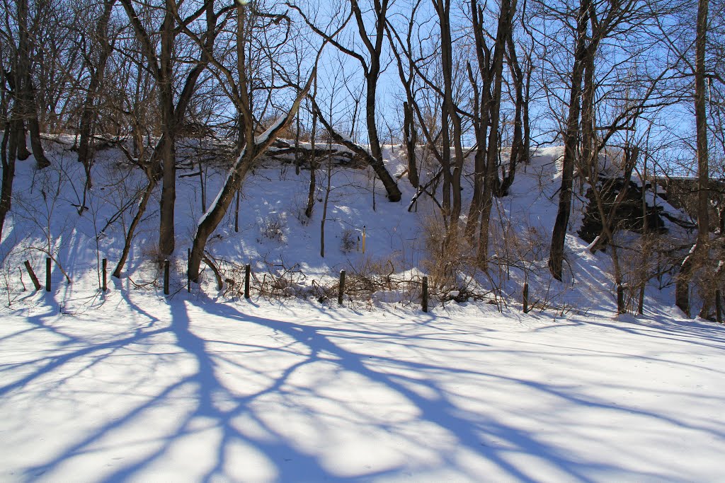 Trees and Shadow at Bissett Park, Radford Virginia