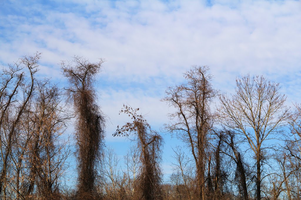 Treetops at 801 Main, Radford Virginia
