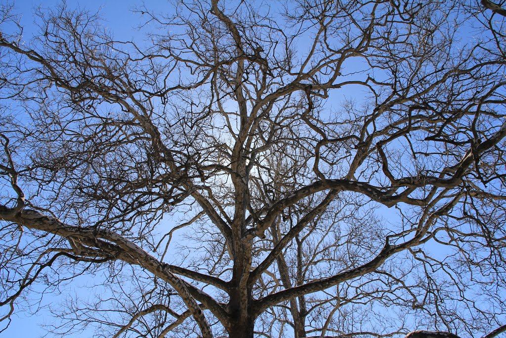 Trees at Ingles Castle, Radford VA