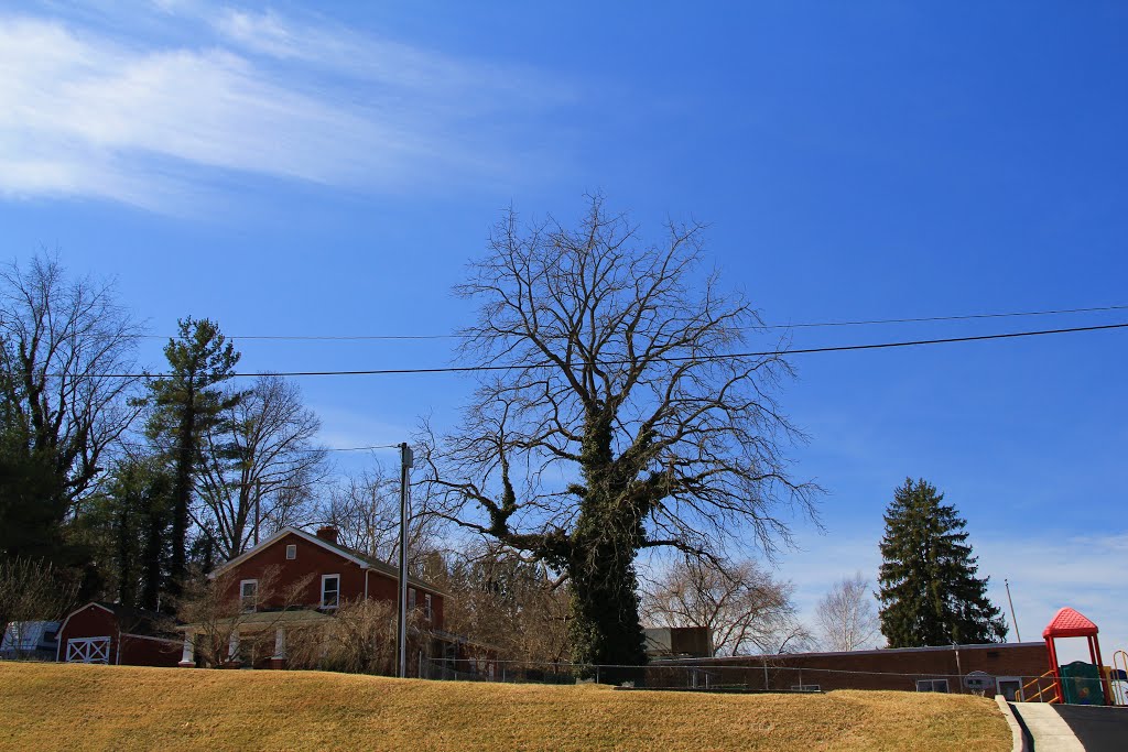 Vine Covered Tree on Harvey St, Radford Virginia