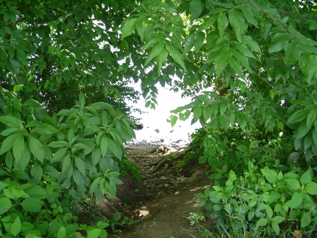 Tunnel Of Trees