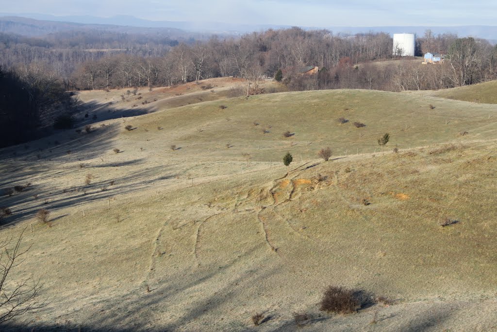 Frost covered cow pasture