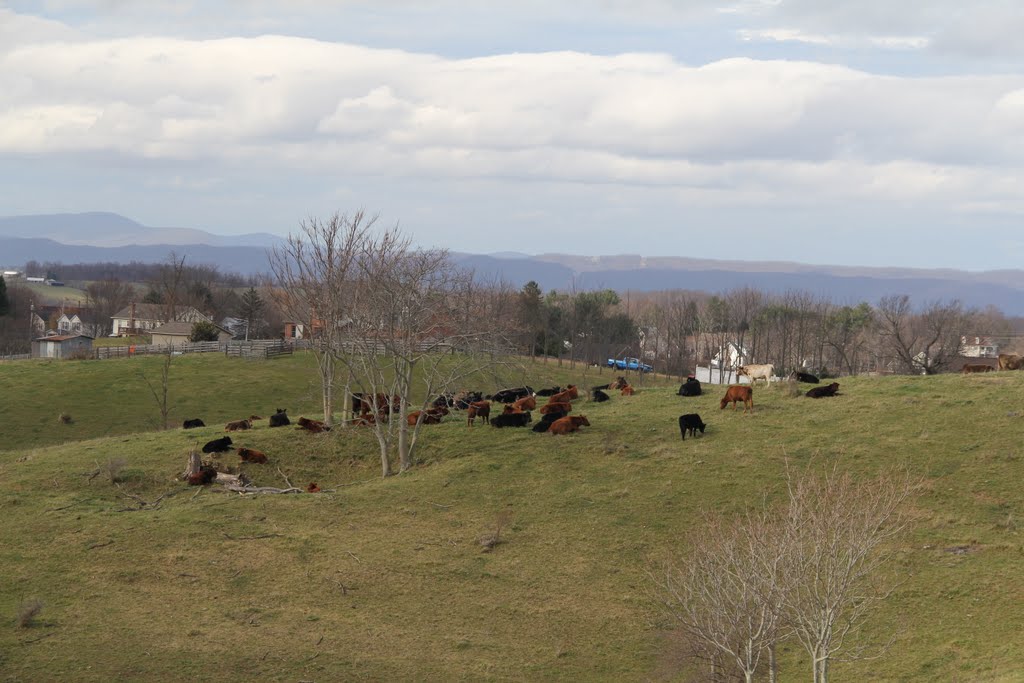 Cows Resting