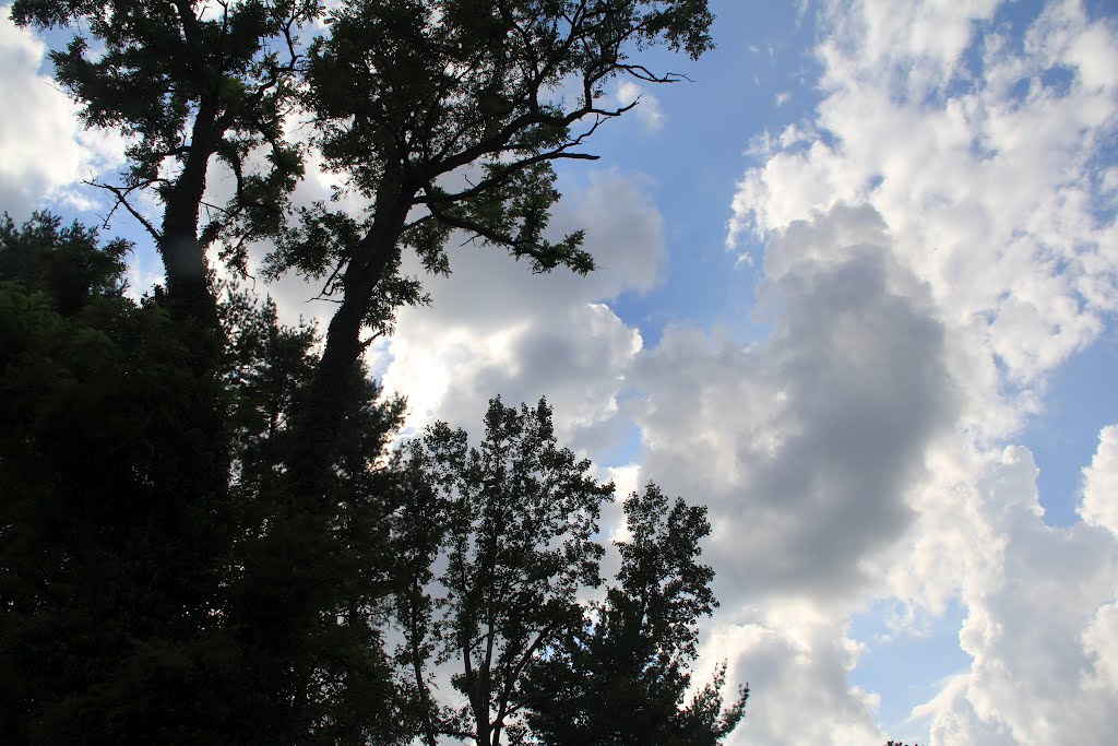 Clouds & Tree Silhouette (Radford, Virginia)