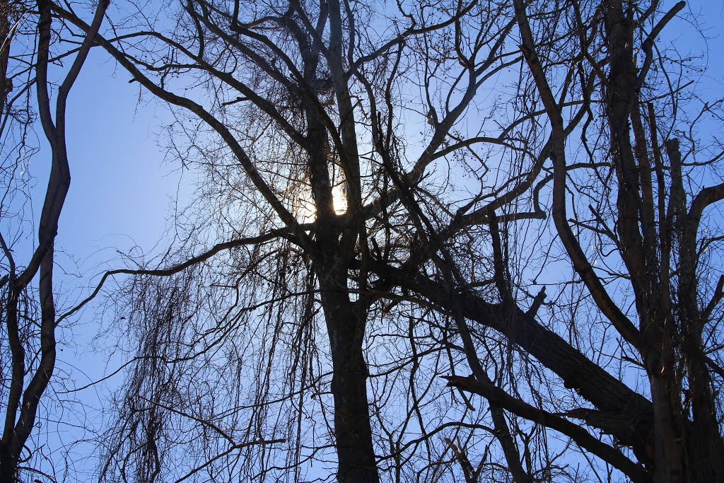 Track-Side Tree, Radford VA