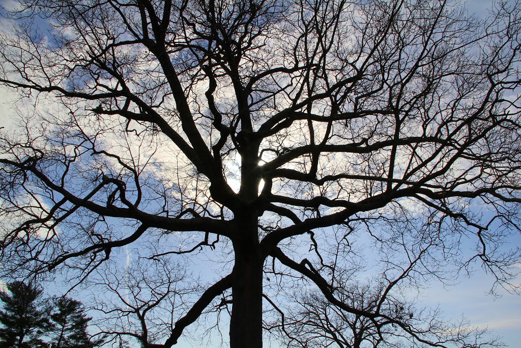 Tree Silhouette at Westview Cemetery