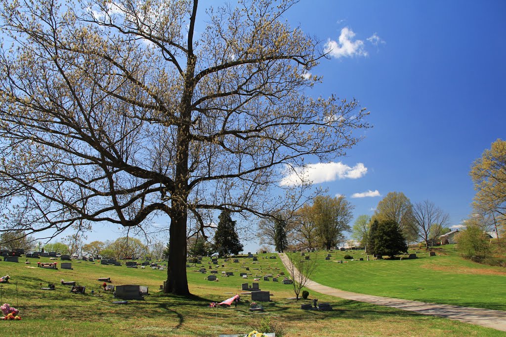 Tree at Westview Cemetery, Radford VA