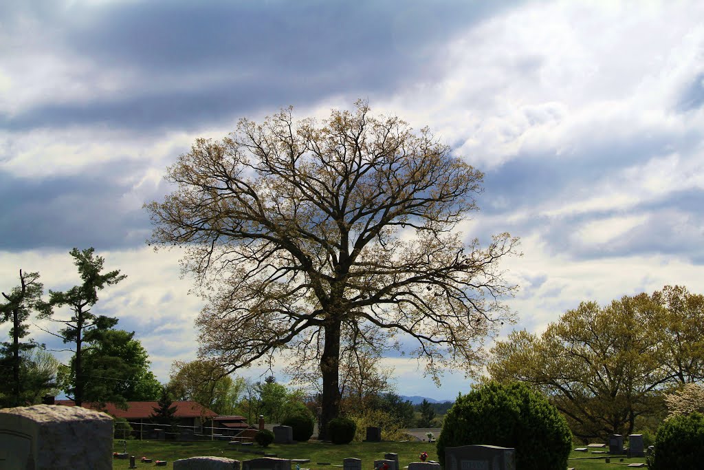 Tree at Westview Cemetery, Radford VA