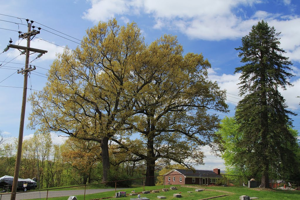 Tree at Westview Cemetery, Radford VA