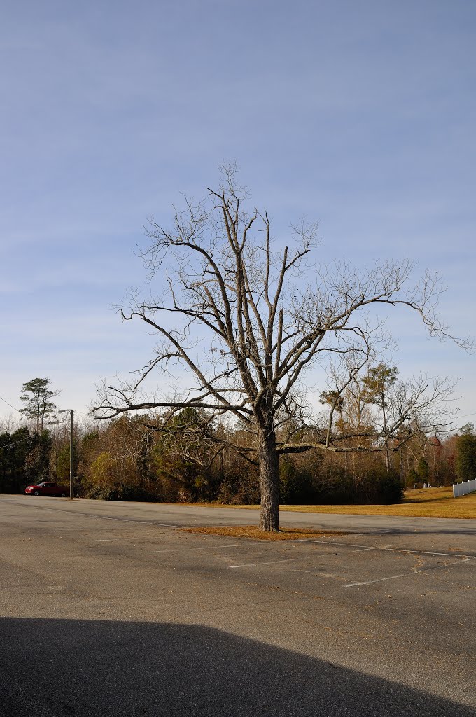 VIRGINIA: ISLE OF WIGHT COUNTY: RUSHMERE: First Gravel Hill Baptist Church, 5186 Old Stage Highway (S.R. 10) parking lot tree