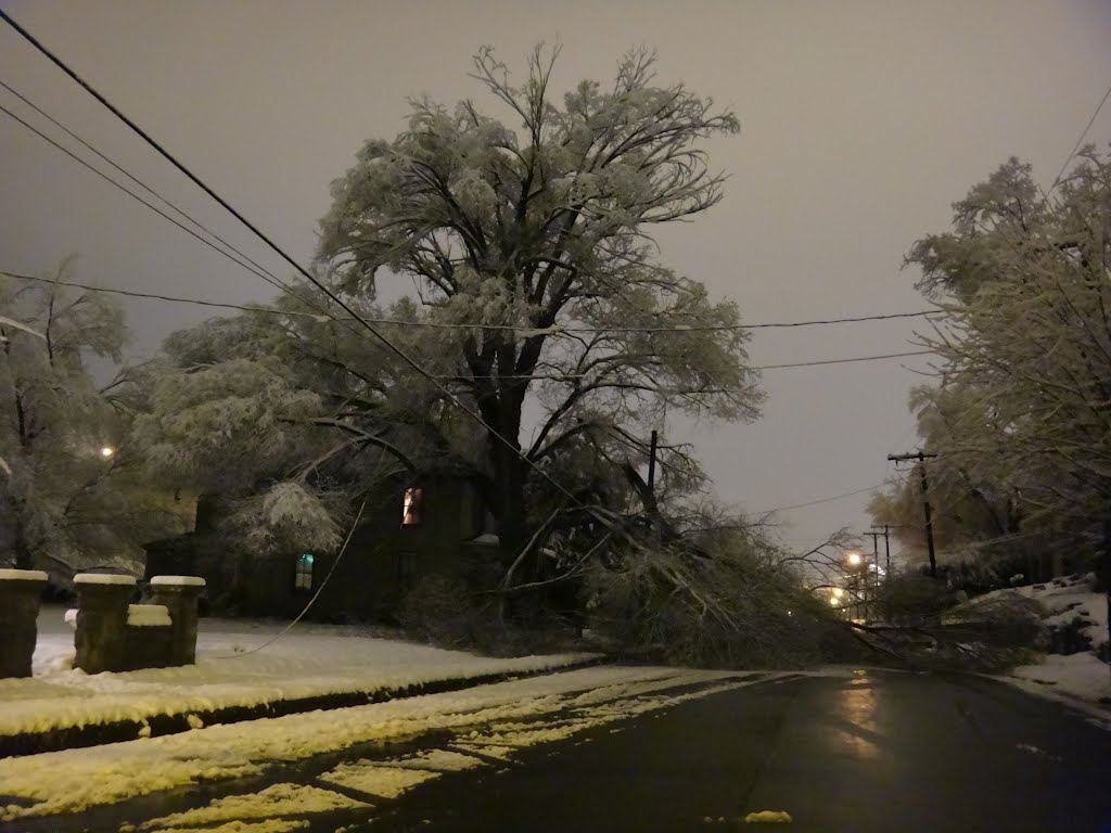 Tree Down on Wise Ave