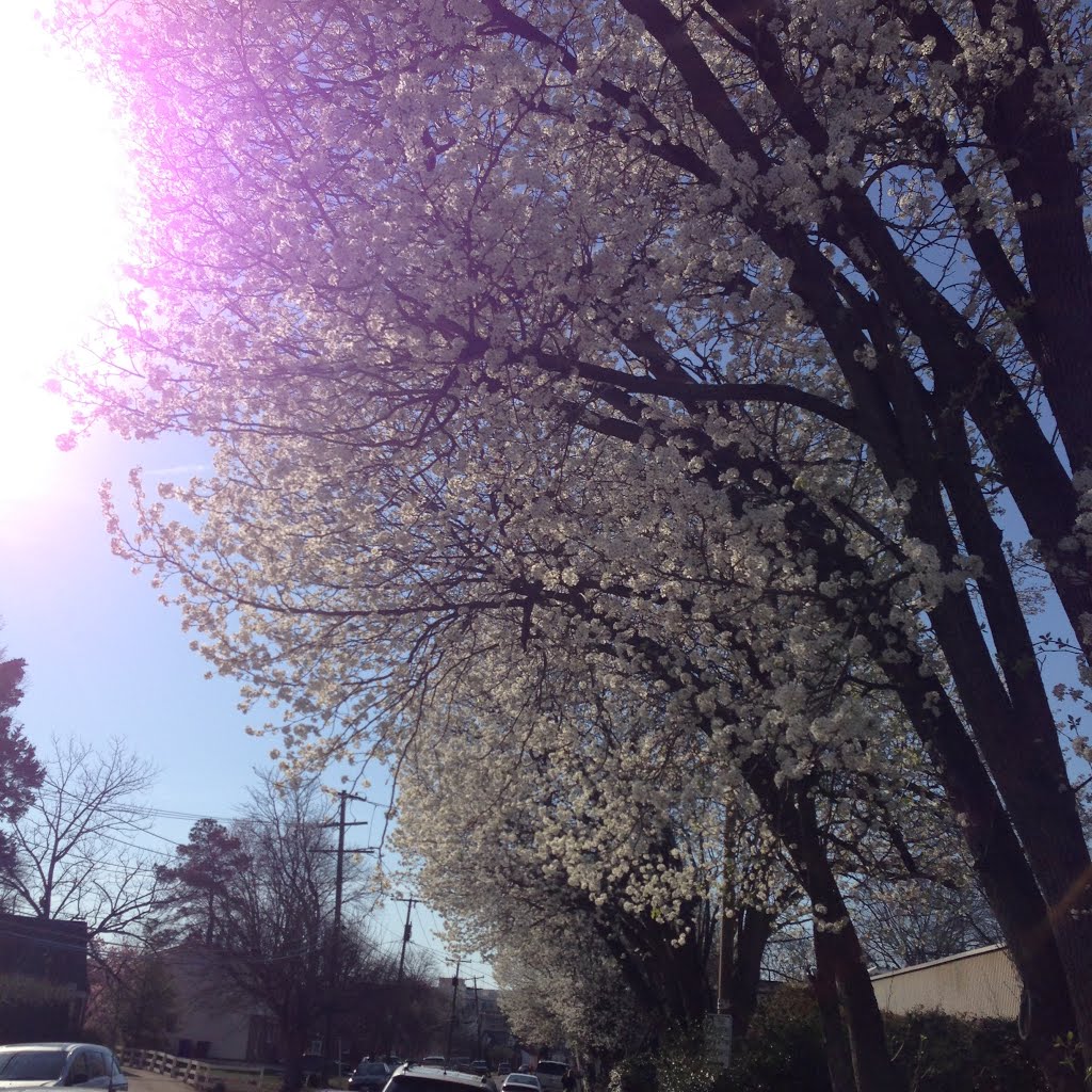 Game of lights in spring