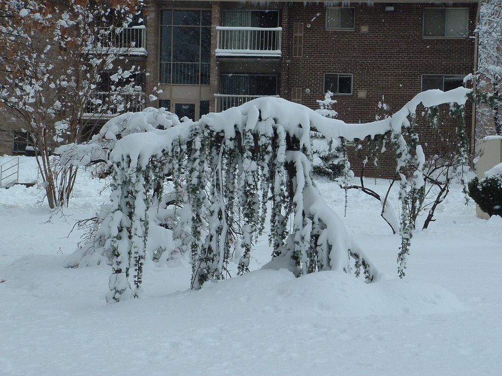 Snow Dinosaur