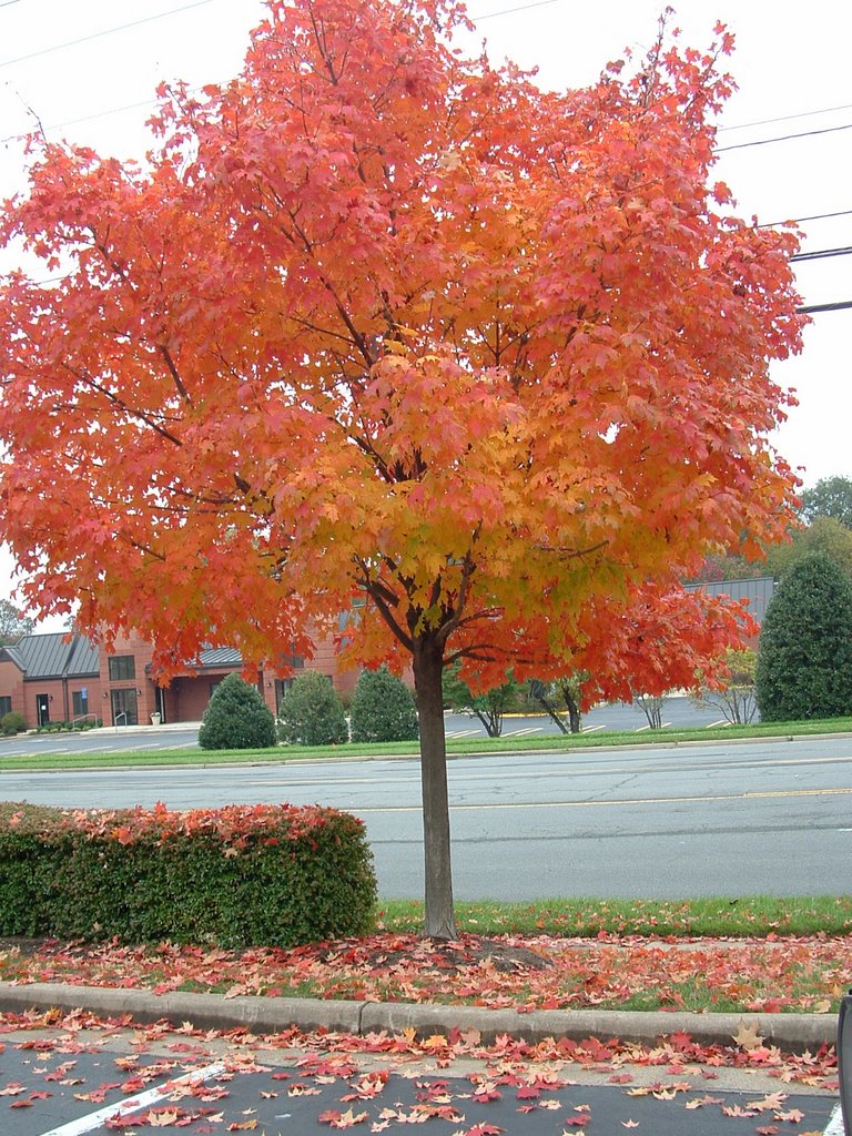 Fall Colors