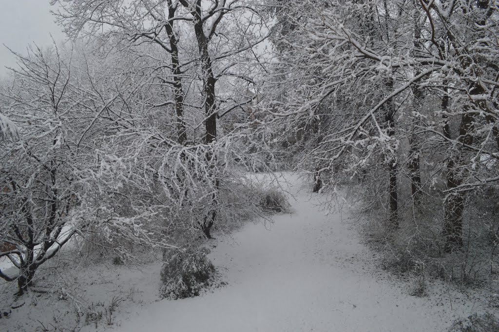 Snow at Tuckahoe