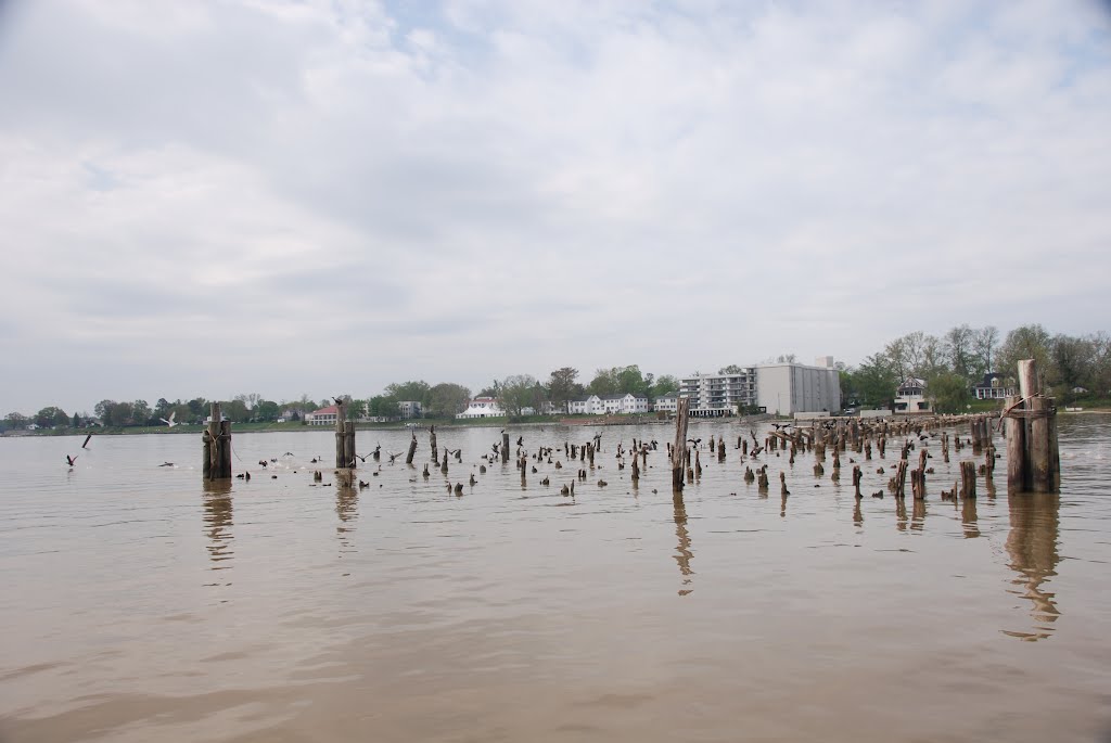 Old wharf pilings in the Rappahannock River at Tappahannock Virginia