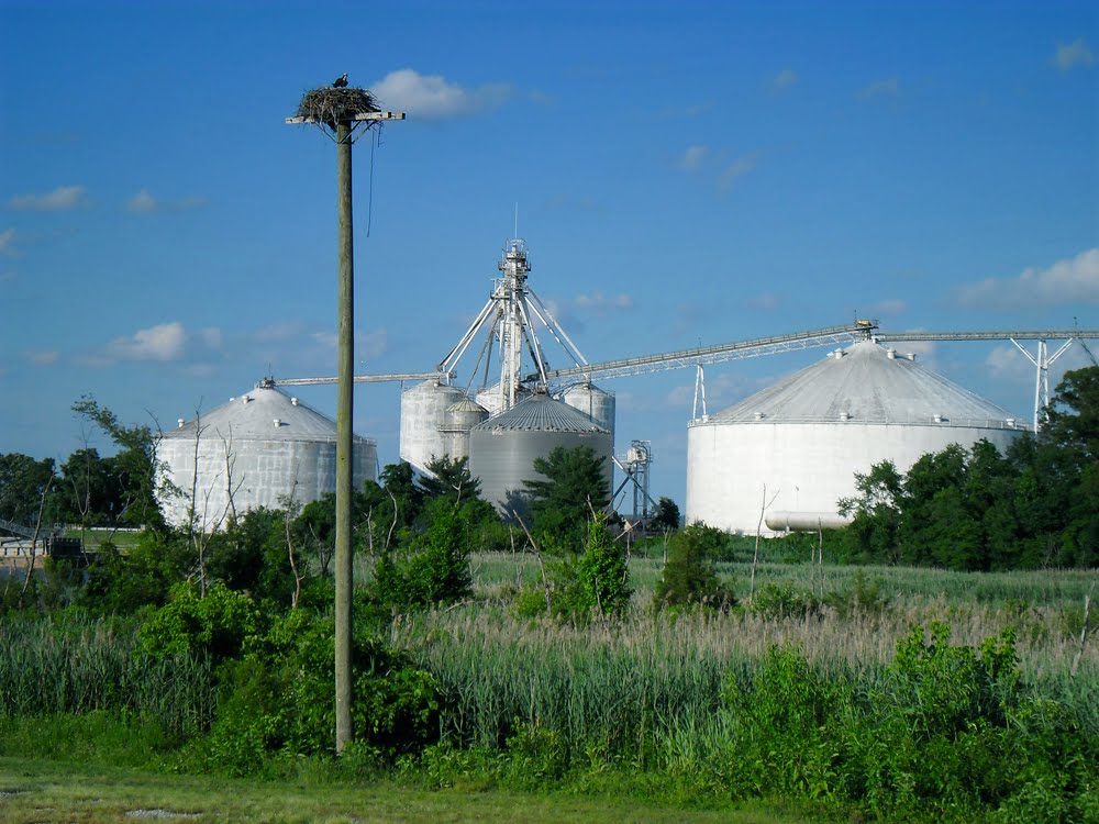 Hoskins Creek Grain Silos and Bird Nest, Tappahannock, Essex County, VA.