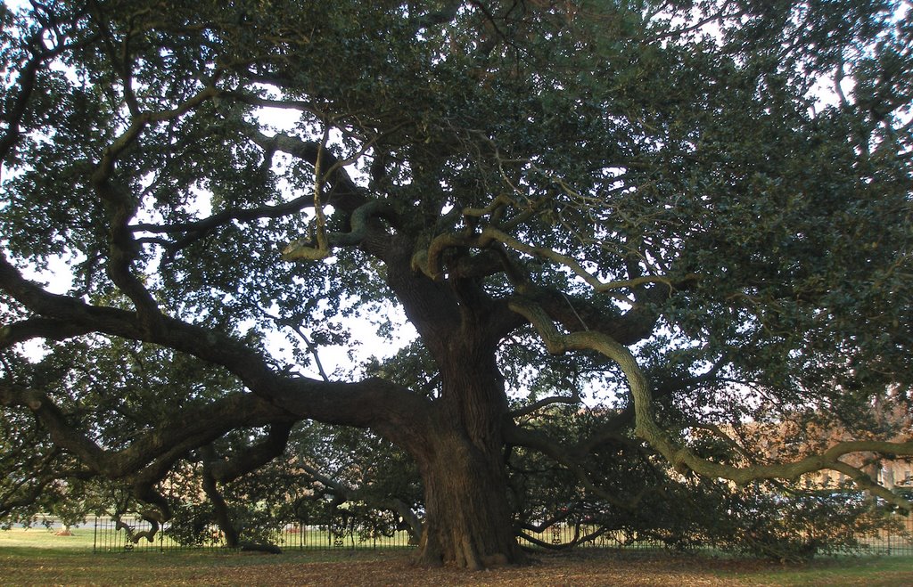 Hampton University - Emancipation Oak