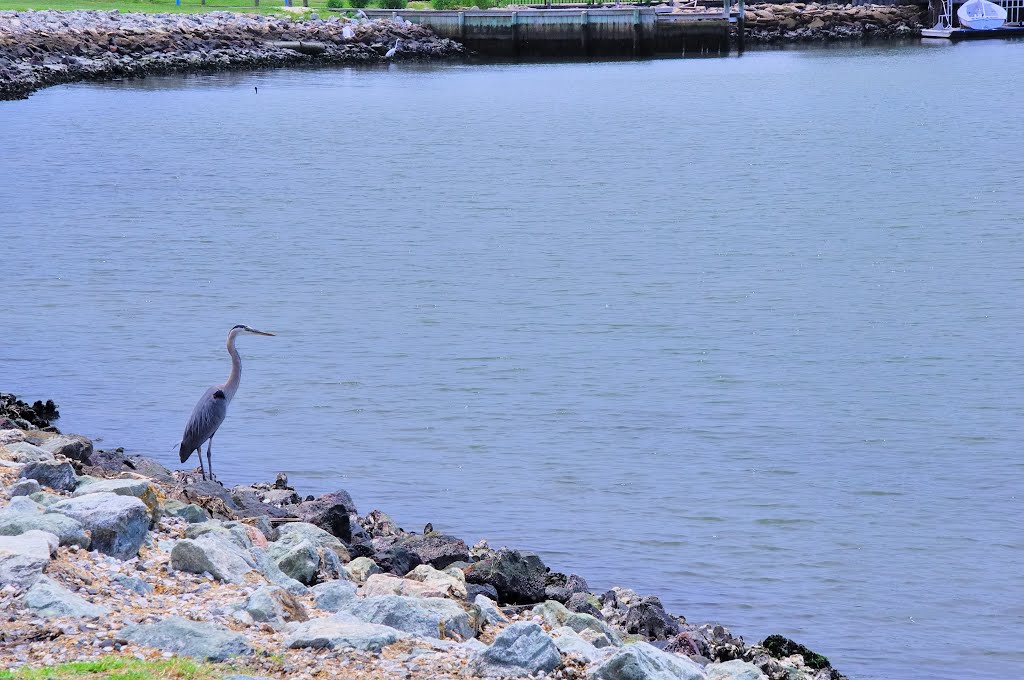 VIRGINIA: HAMPTON: HAMPTON UNIVERSITY: Great Blue Heron (Ardea herodias) on the Hampton River shore 2