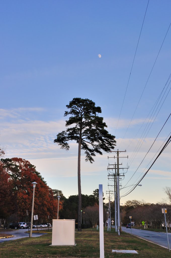 VIRGINIA: CITY OF CHESAPEAKE: Correctional Center, 400 Albemarle Drive genuine tree with telephone poles at dusk
