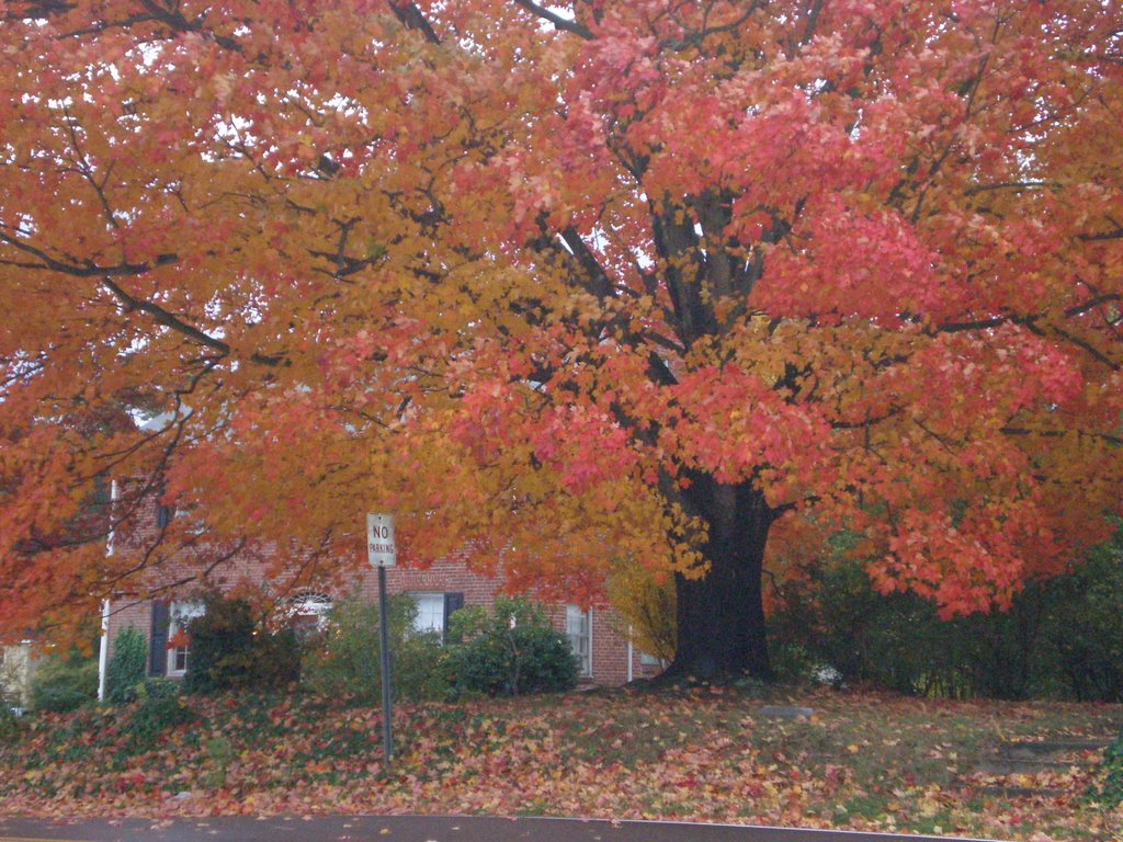 Autum at Chester, VA
