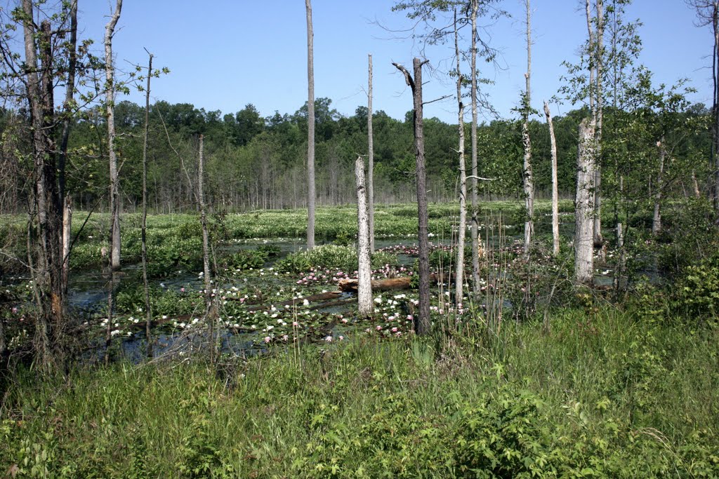 BEAVER POND ALONG CHESTER RD. CHESTER VA