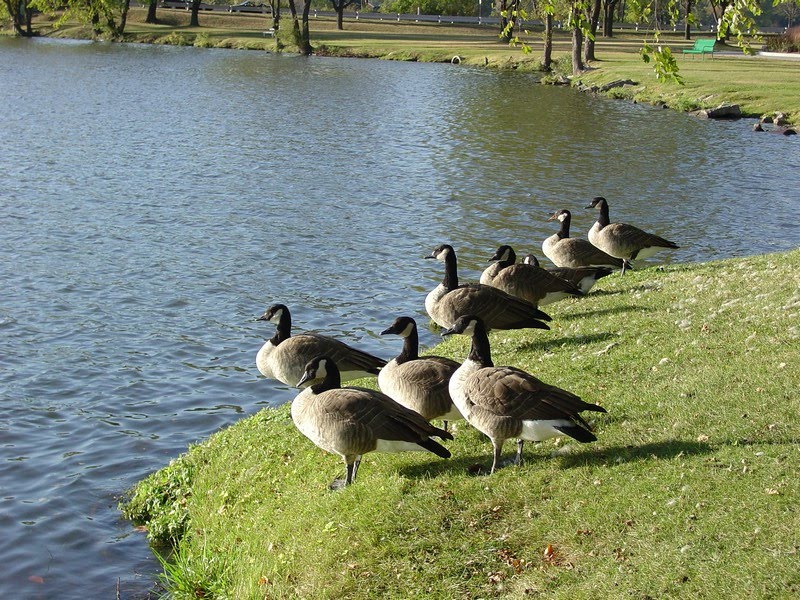 Geese