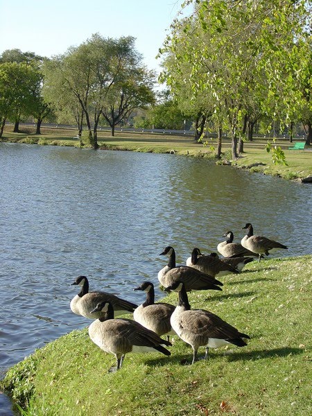 Geese on the Shore