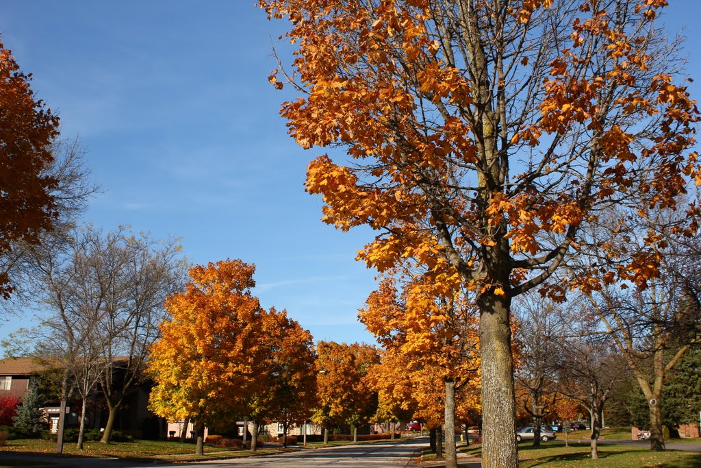 Sheffield Fall
