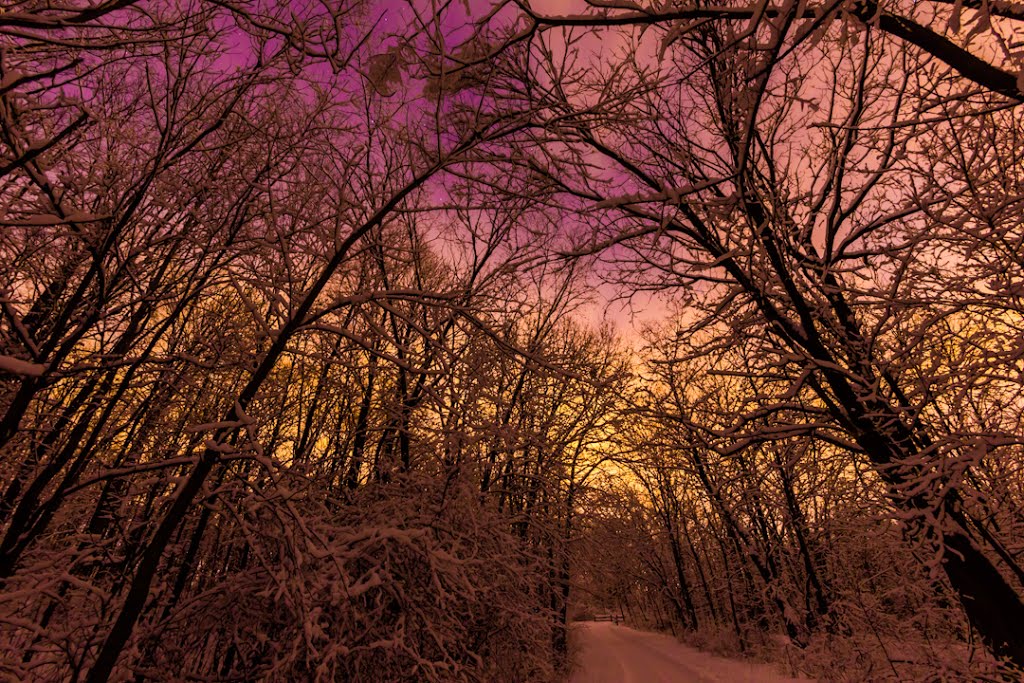 Walking the Path at Night