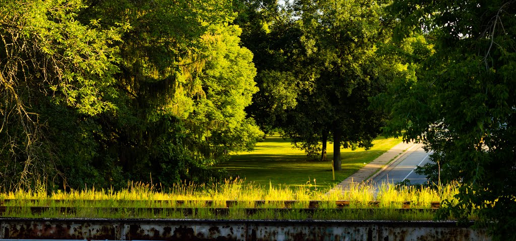 Overgrown Rail Bridge