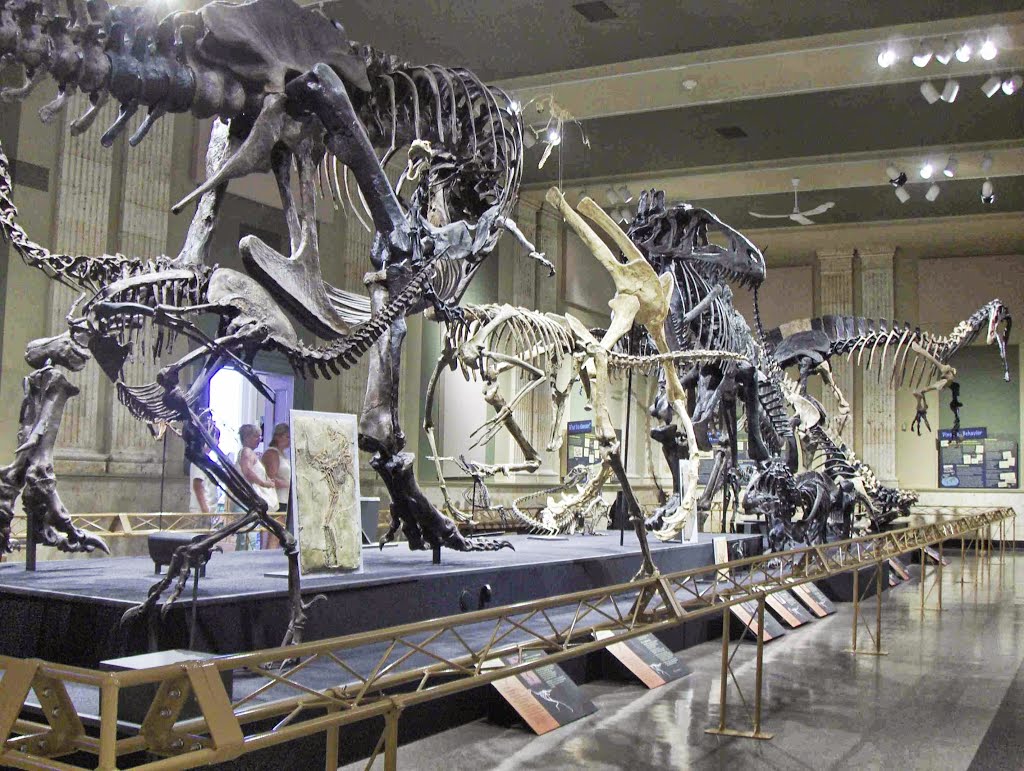 Dinosaur Discovery Museum, GLCT