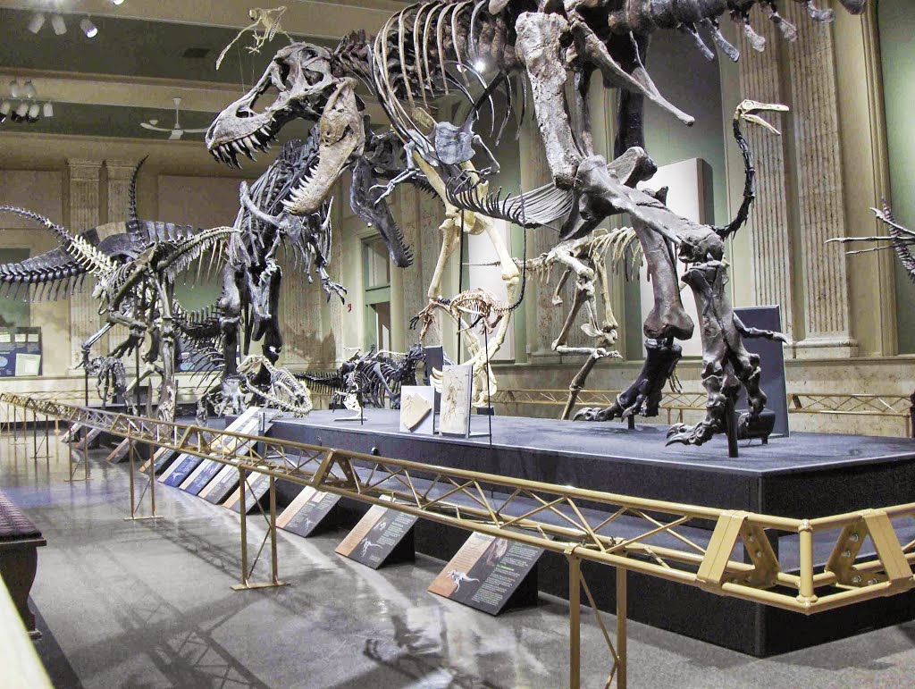 Dinosaur Discovery Museum, GLCT