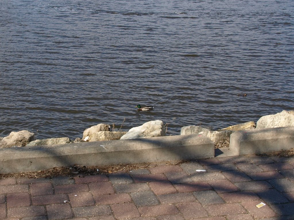 Mallard Duck