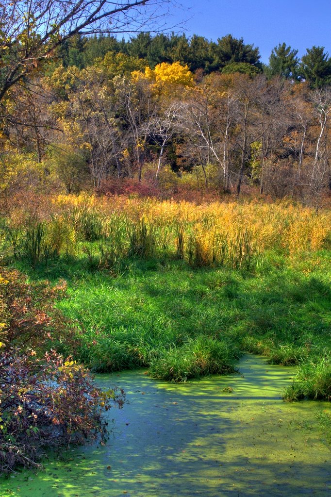 Colorful Autumn Pond along the Sugar River Bike Path,  WI