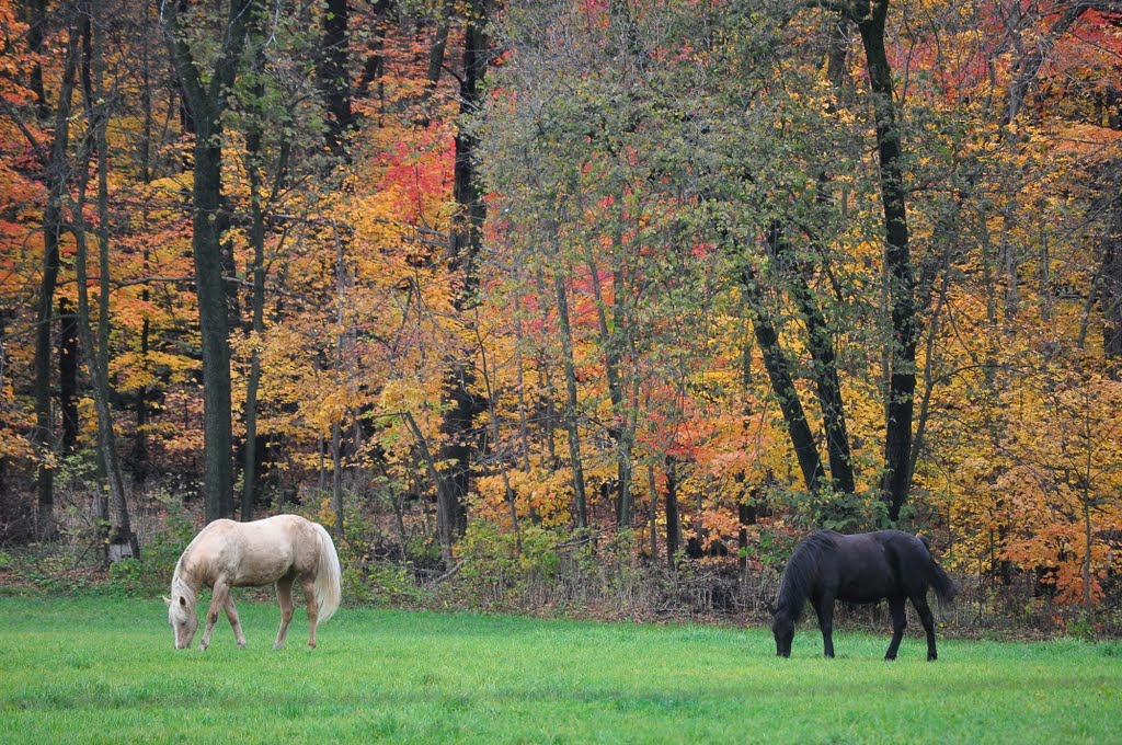 grazing