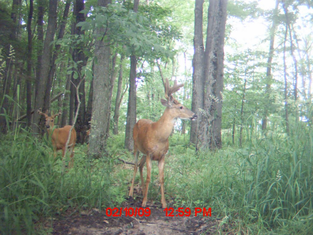 Trail Camera On Oak Ridge