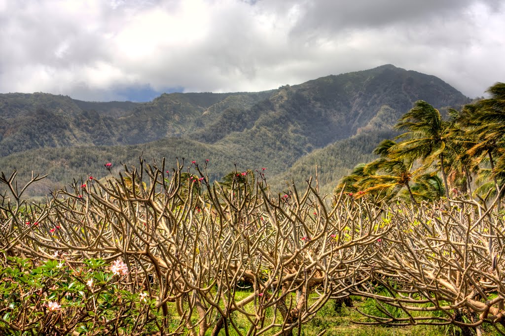 Maui Tropical Plantation Farm Stand