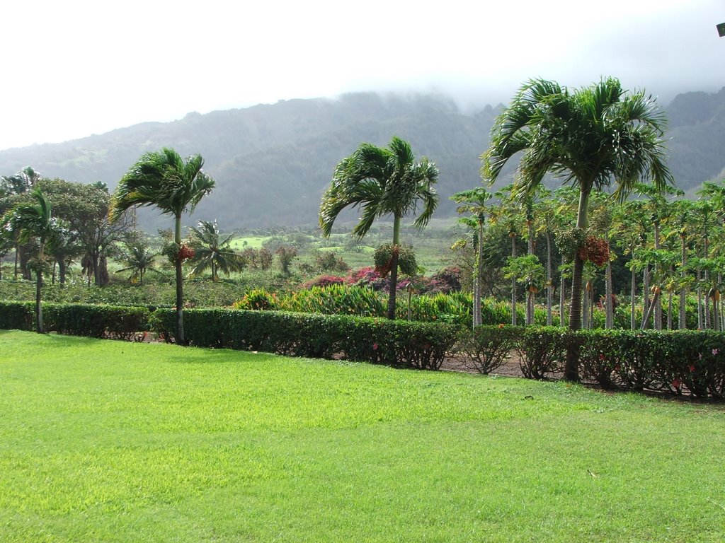 Tropical Plantation