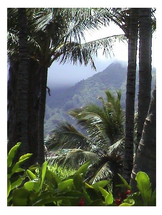 Maui Tropical Plantation