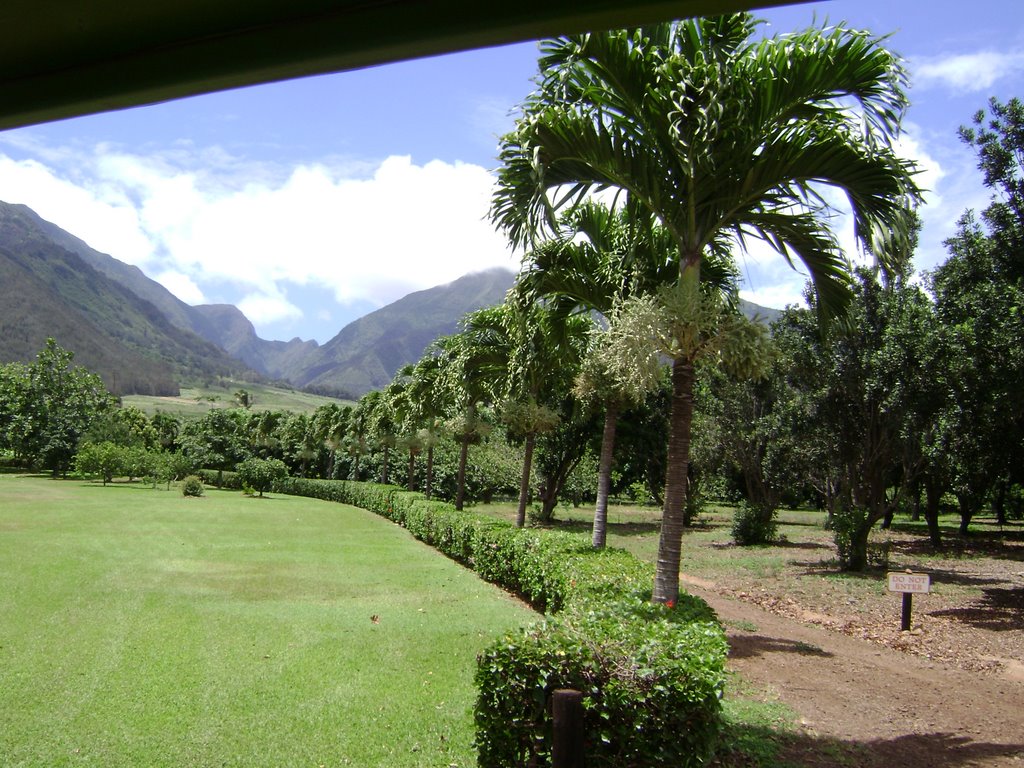 Maui Plantation