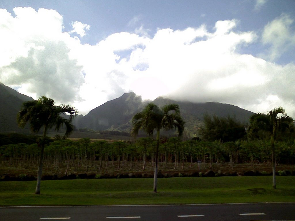 Papaya Grove
