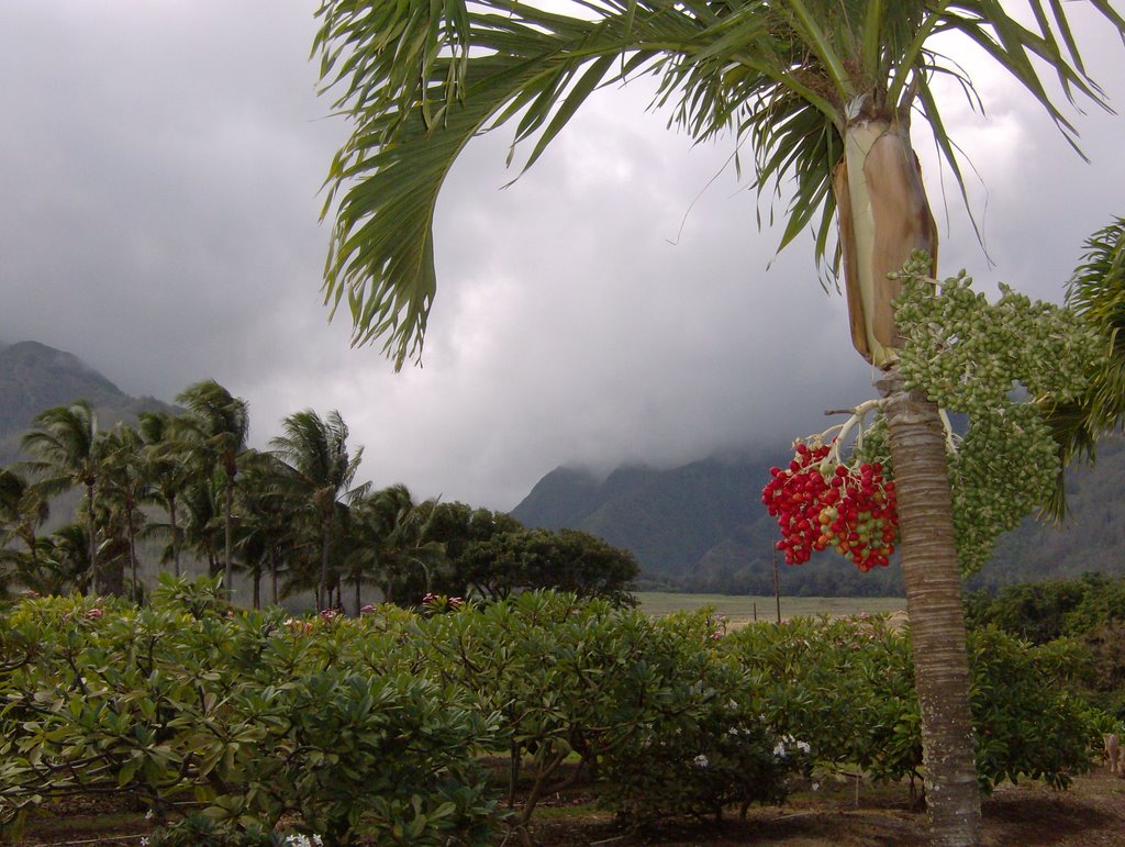 Tropical Plantation near Waikapu 26.11.07