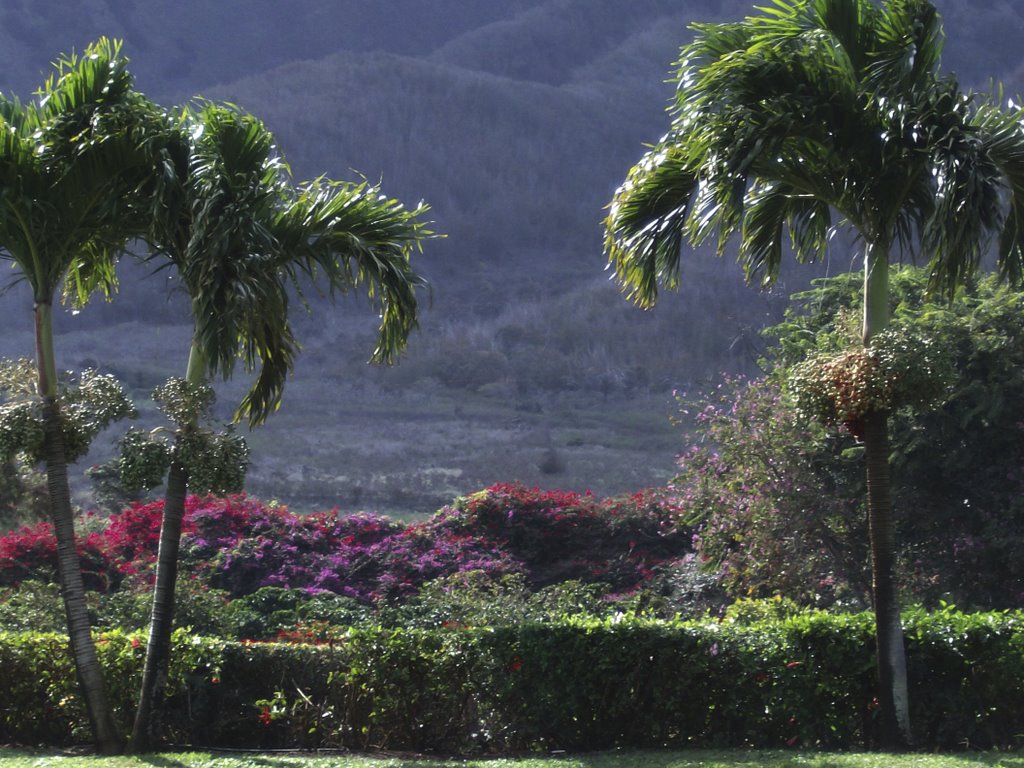 Plantation 26.11.07