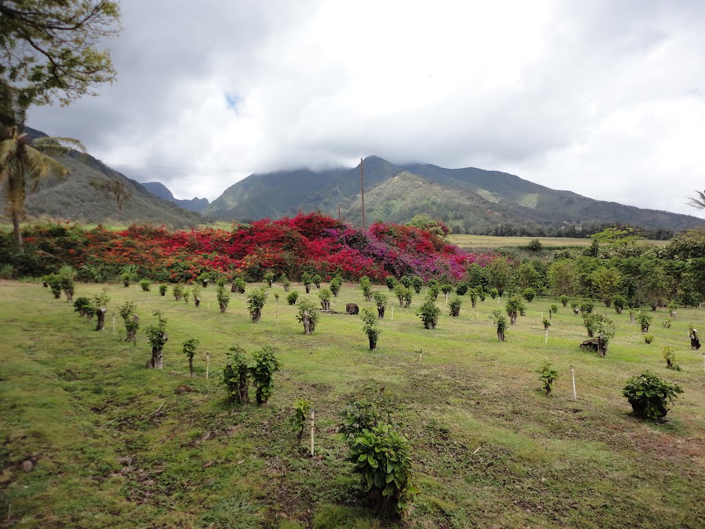 Colourful Hill of Bougainwillea at Maui