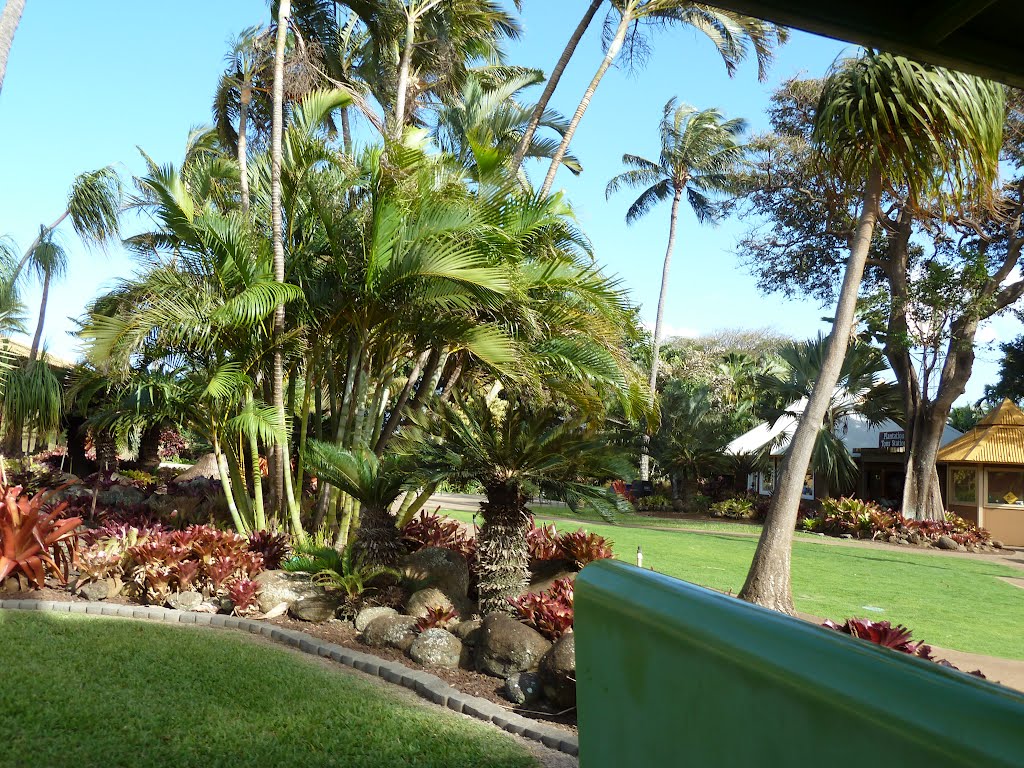 2011.0317 Maui Tropical Plantation　果樹園：南国植物の集大成