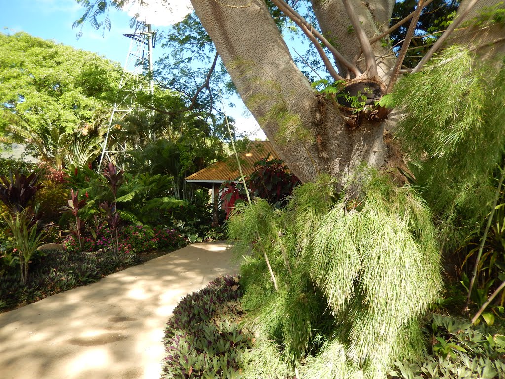 Tropical Plantation