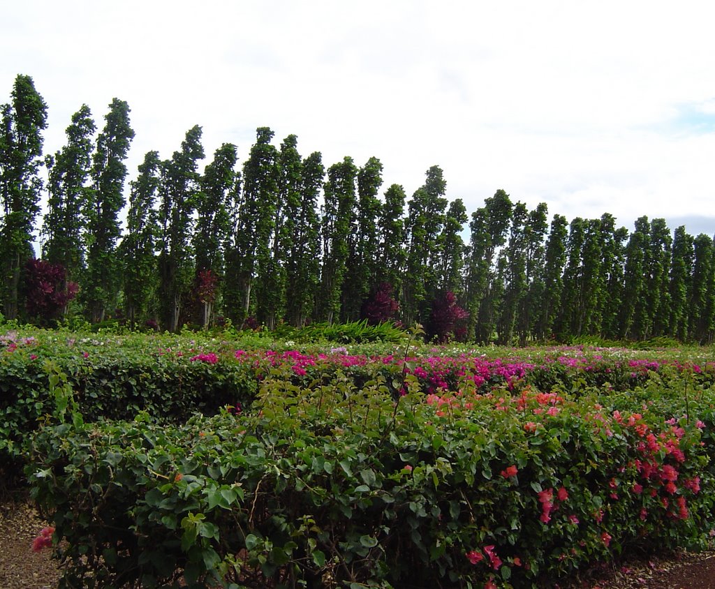 Maui Tropical Plantation