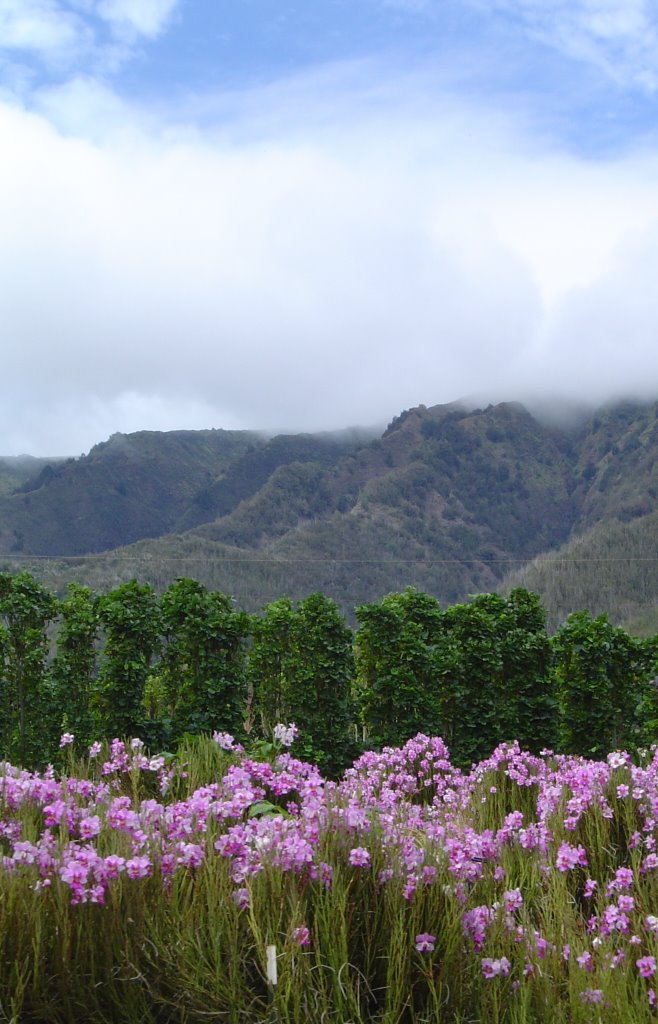 Maui Tropical Plantation