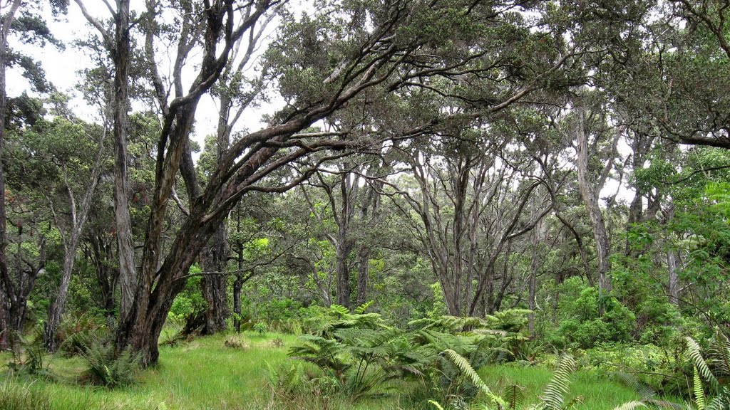 Hakalau Forest